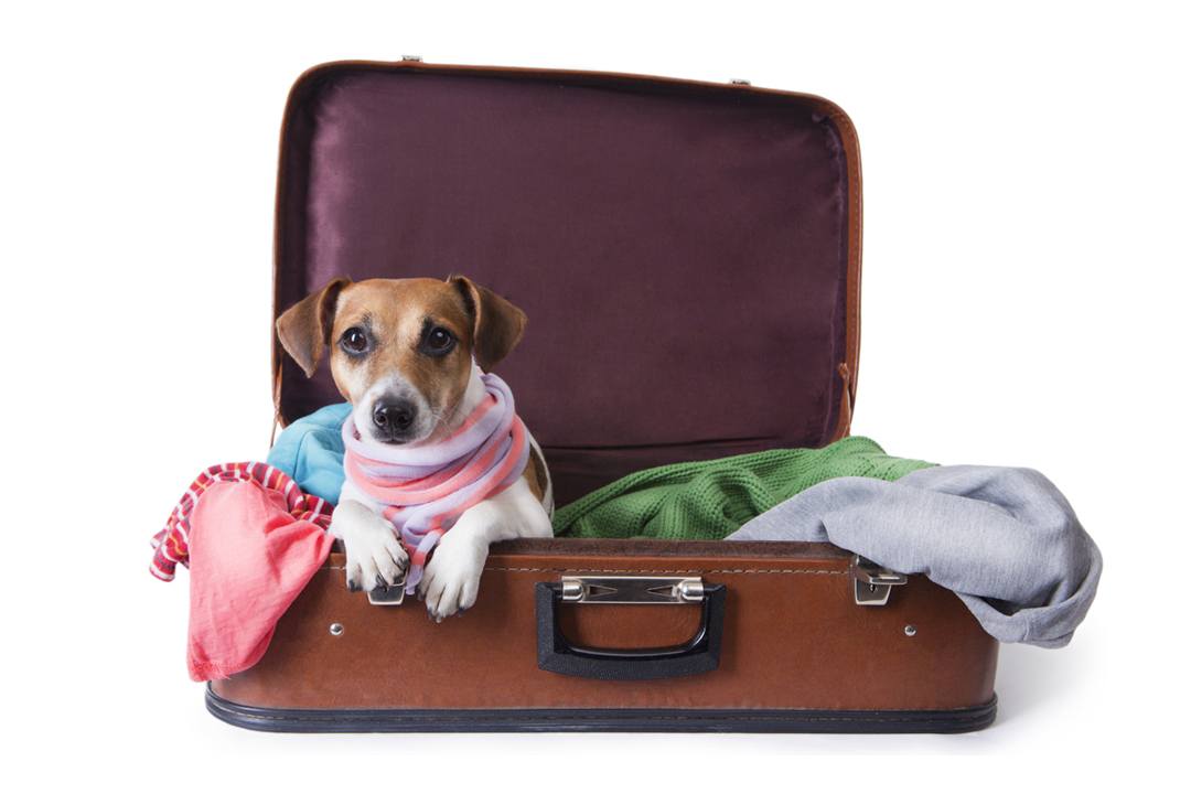 Firmar Se convierte en biografía Consejos para viajar con mascotas: Documentación necesaria