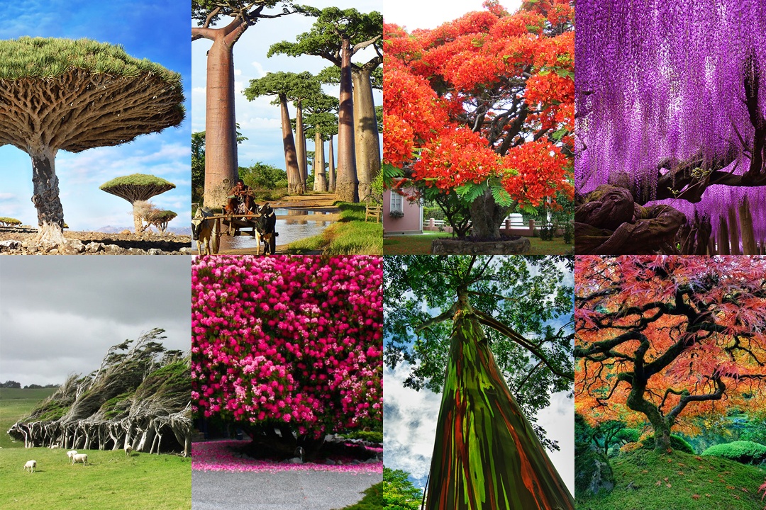 16 impresionantes árboles del mundo - InterMundial