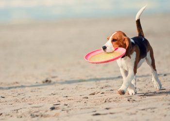playas que admiten perros
