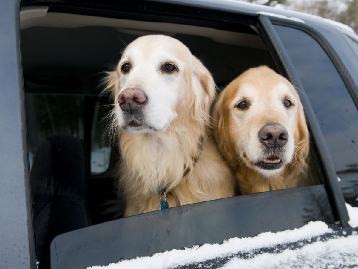 Cómo llevar a las mascotas adentro del auto