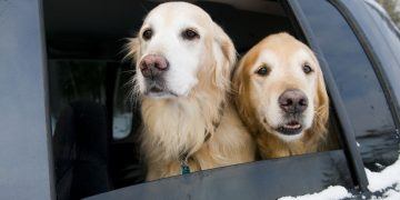 Acostumbra a tu perro a viajar en coche