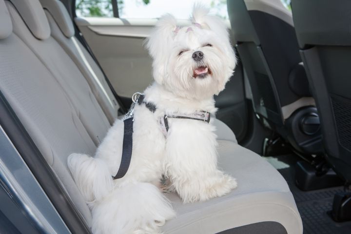 Trasportín del perro: ¿cómo colocarlo en tu coche?