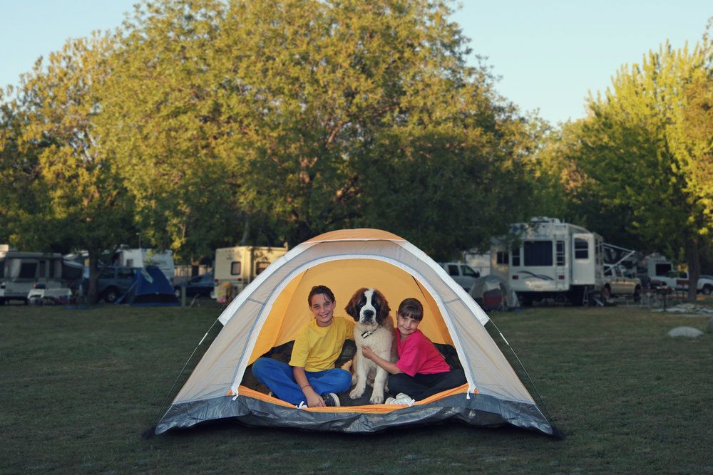 Ir de camping con perro