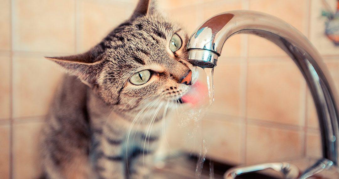 Los gatos deben beber mucha agua para no deshidratarse en la época de más calor.