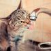 Los gatos deben beber mucha agua para no deshidratarse en la época de más calor.