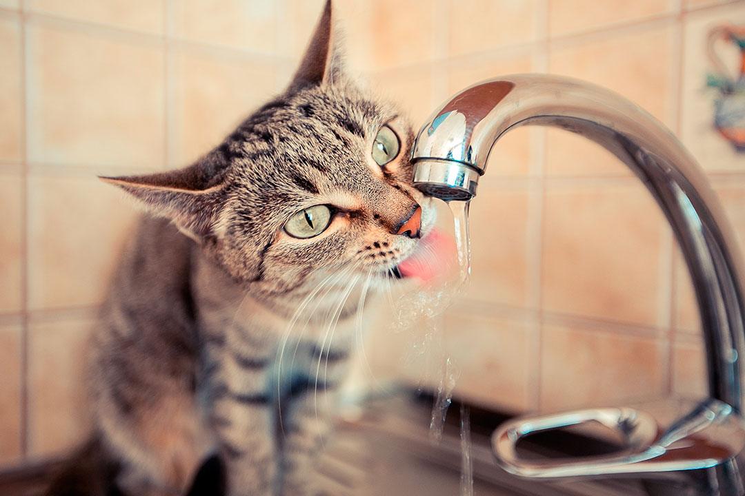 Cómo refrescar a tu gato durante los días de más calor - InterMundial