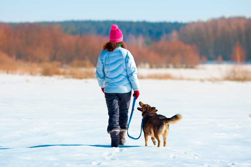 Perros en la nieves: enfermedades comunes