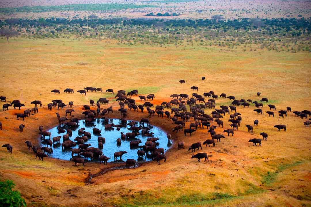 Parke Kruger: Como hacer un safari al viajar a Sudafrica