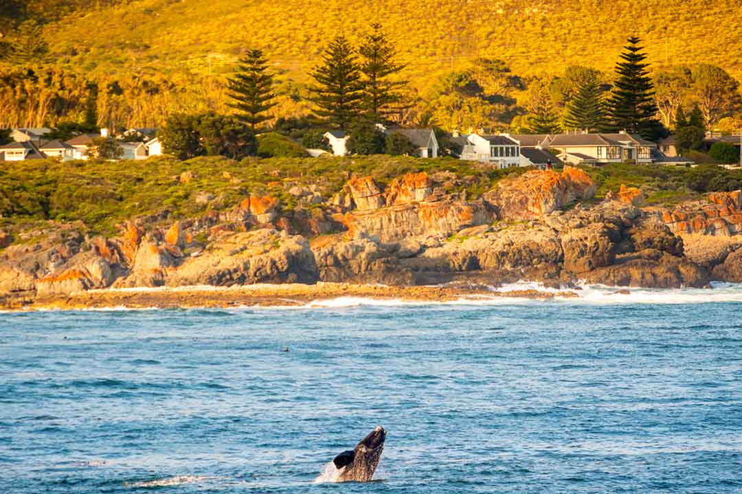La mejor epoca para viajar a Sudafrica y ver las ballenas es de junio a diciembre