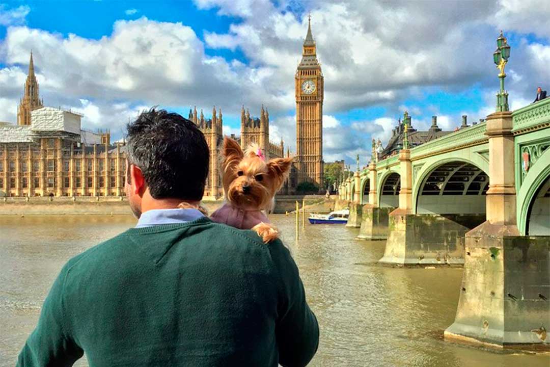 The WoTME travel blogger puesta por un sgeuro de viaje para mascotas 