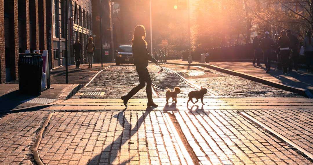 6 ciudades de Estados Unidos ideales para viajar con perro