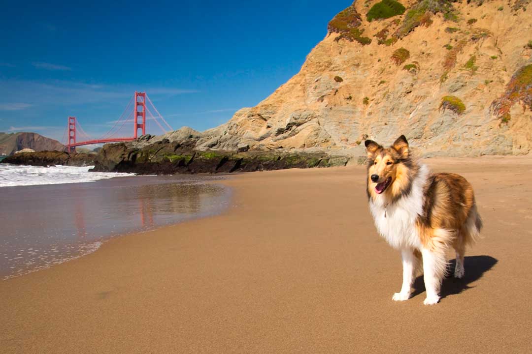 San Francisco es una de las ciudades ideales para viajar con con perro en Estados Unidos