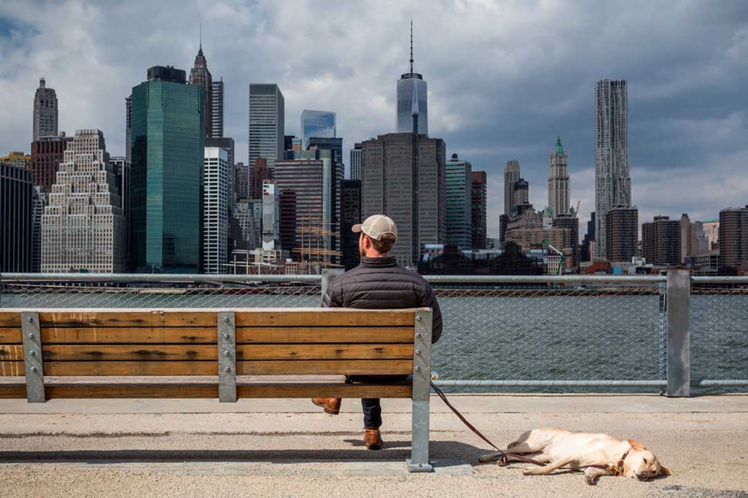 Puedes viajar a NY con tu mascota con tranquilidad