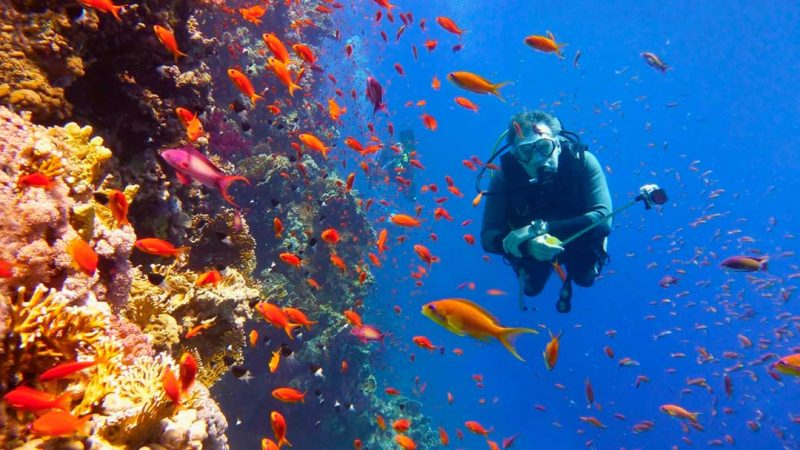 El Parque Submarino de la Caleta es una excursión de buceo en República Dominicana muy recomendada