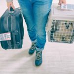 ¿Cómo puedo viajar con mi perro en avión?: Consejos, normas y requisitos