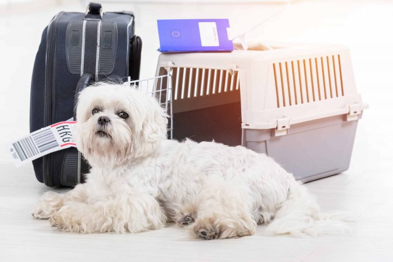 Requisitos para viajar en avión con un perro InterMundial