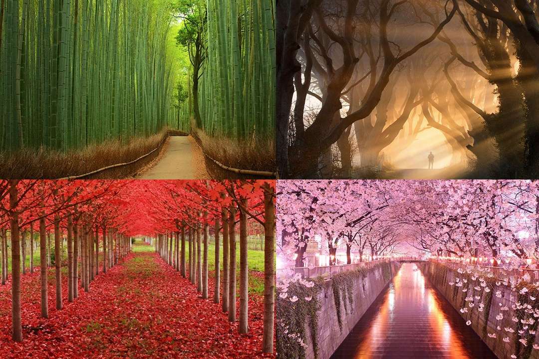 Los 20 túneles de árboles más mágicos del mundo