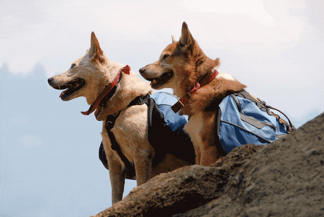 Come fare il Cammino di Santiago insieme al vostro cane