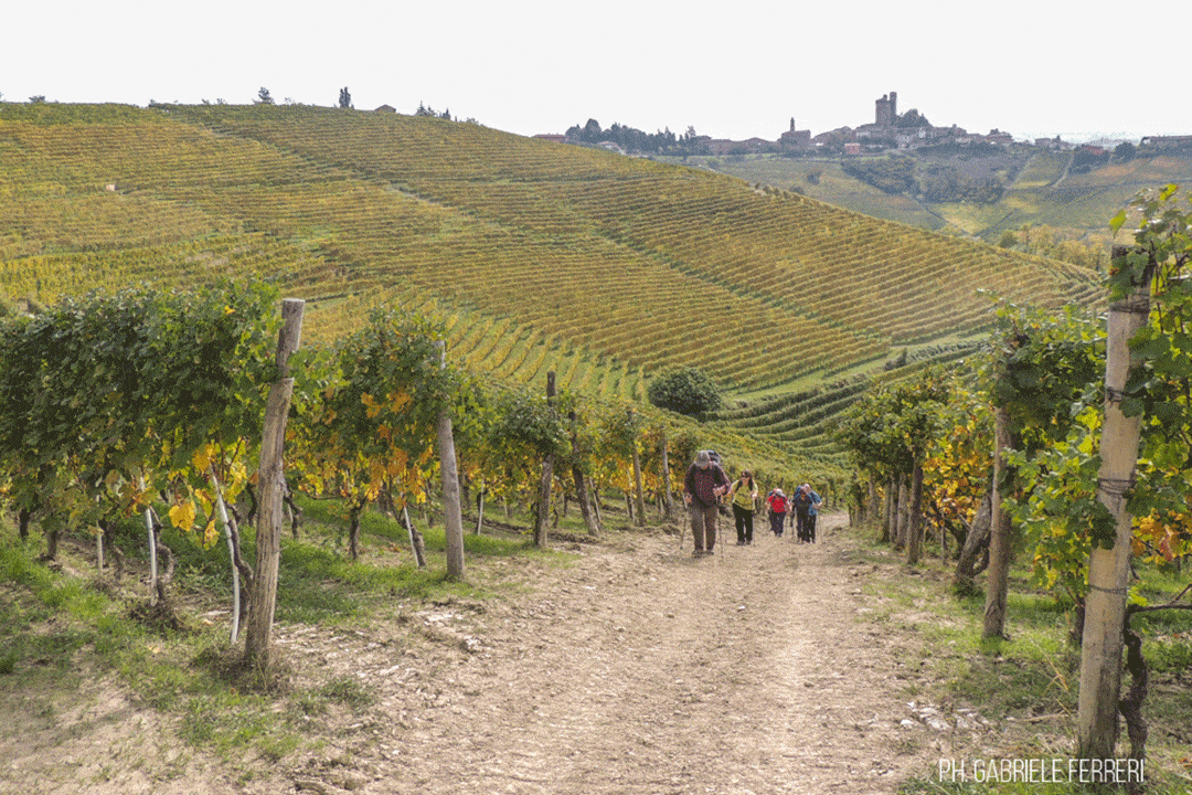 Escursione nelle bellissime Terre del Barolo