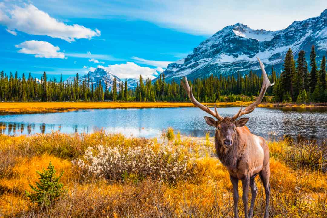 Serve il visto per il Canada?