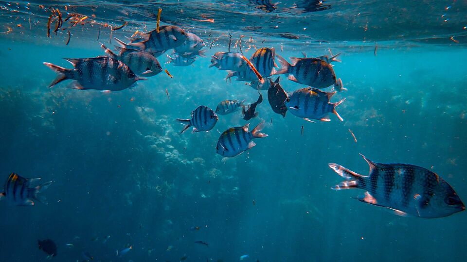 Carlisle Bay: una bahía de aguas turquesas protegidas, perfecta para nadar, hacer snorkel o bucear entre barcos hundidos.