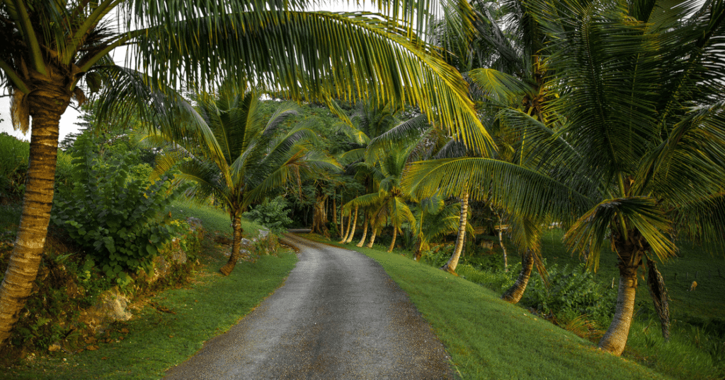 Si te preguntas cuál es la mejor época para viajar a Jamaica, la respuesta dependerá de tus prioridades: buscar el mejor clima, ahorrar dinero, asistir a festivales o disfrutar del mar en las mejores condiciones.