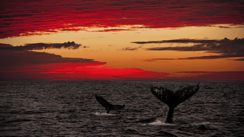 Tofo, en la provincia de Inhambane, es el epicentro del buceo con grandes animales en Mozambique, gracias a la corriente de Agulhas, que trae una biodiversidad marina excepcional.