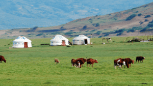 Mongolia combina tres capas culturales que conviene entender antes de llegar: La herencia nómada, el chamanismo y budismo tibetano y la herencia.