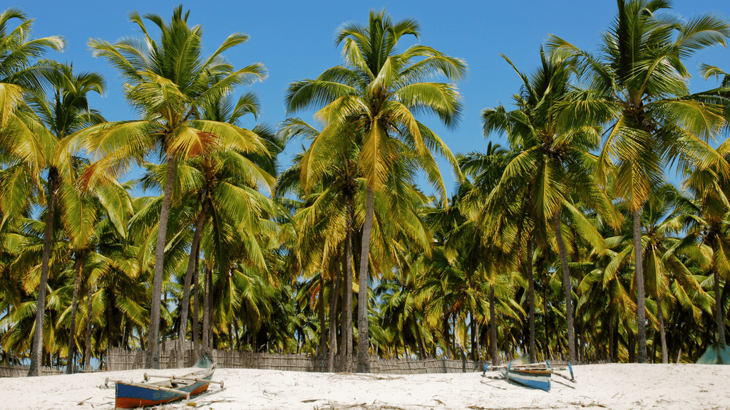 En la práctica, esto significa que Mozambique tiene fauna marina protagonista los doce meses del año, solo cambia cuál.
