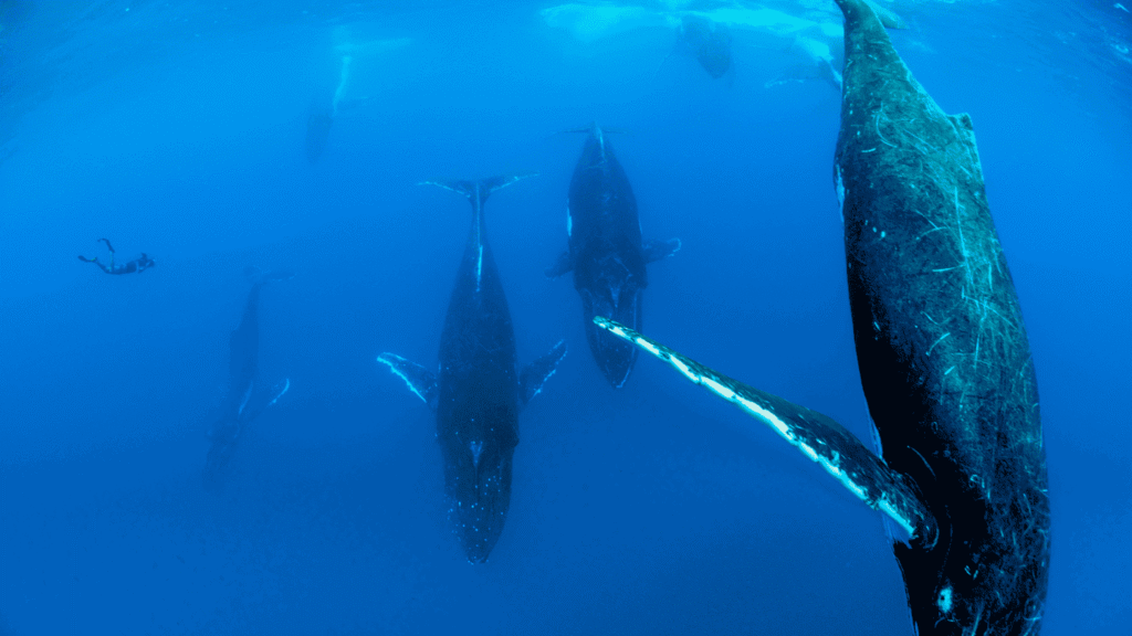 La mejor época para ver ballenas en Mozambique es también la más estable climáticamente para viajar, no solo la mejor para la fauna.