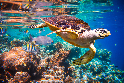 seguro para viajar a islas maldivas