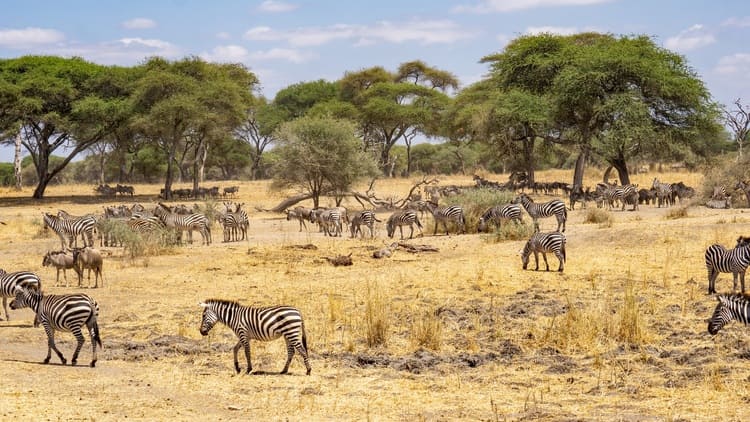 ¿Por qué contratar un seguro de viaje a Tanzania y Zanzíbar?